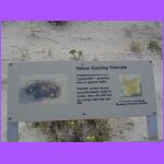 Yellow Evening Primerose Sign.jpg